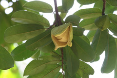 Annona muricata